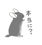 ちょいデフォチンチラ(ブラック)（個別スタンプ：12）