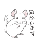 ちょいデフォチンチラ(ホワイト)（個別スタンプ：2）