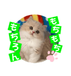 ねこまーち クッキークリームダイヤモンド（個別スタンプ：7）