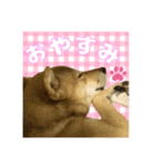 柴犬の丸 【日本語】（個別スタンプ：1）