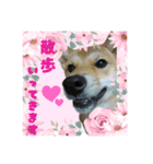 柴犬の丸 【日本語】（個別スタンプ：2）