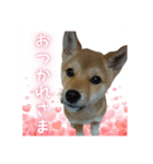 柴犬の丸 【日本語】（個別スタンプ：3）
