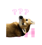 柴犬の丸 【日本語】（個別スタンプ：4）