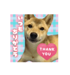 柴犬の丸 【日本語】（個別スタンプ：5）