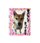 柴犬の丸 【日本語】（個別スタンプ：6）