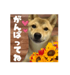 柴犬の丸 【日本語】（個別スタンプ：7）