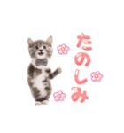 ▶︎動く！ほんわか♡ねこ（個別スタンプ：8）