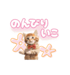 ▶︎動く！ほんわか♡ねこ（個別スタンプ：19）