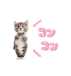 ▶︎動く！ほんわか♡ねこ（個別スタンプ：24）