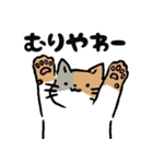 ゆるねこの日常01（個別スタンプ：34）