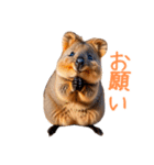 ハッピーアニマル_クオッカワラビー31（個別スタンプ：17）