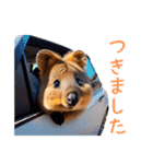 ハッピーアニマル_クオッカワラビー31（個別スタンプ：20）