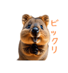 ハッピーアニマル_クオッカワラビー31（個別スタンプ：24）