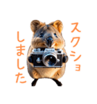 ハッピーアニマル_クオッカワラビー31（個別スタンプ：38）