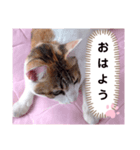 み〜ちゃんの基本の4つのあいさつ（個別スタンプ：1）