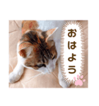 み〜ちゃんの基本の4つのあいさつ（個別スタンプ：5）