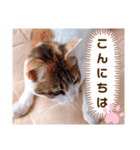 み〜ちゃんの基本の4つのあいさつ（個別スタンプ：6）
