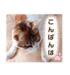 み〜ちゃんの基本の4つのあいさつ（個別スタンプ：7）
