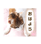み〜ちゃんの基本の4つのあいさつ（個別スタンプ：9）