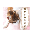 み〜ちゃんの基本の4つのあいさつ（個別スタンプ：12）