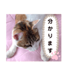 み〜ちゃんの日常会話と気持ちのスタンプ（個別スタンプ：1）