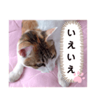 み〜ちゃんの日常会話と気持ちのスタンプ（個別スタンプ：3）