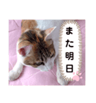 み〜ちゃんの日常会話と気持ちのスタンプ（個別スタンプ：4）