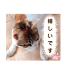 み〜ちゃんの日常会話と気持ちのスタンプ（個別スタンプ：7）