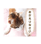 み〜ちゃんの日常会話と気持ちのスタンプ（個別スタンプ：10）