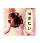 み〜ちゃんの日常会話と気持ちのスタンプ（個別スタンプ：18）