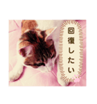 み〜ちゃんの日常会話と気持ちのスタンプ（個別スタンプ：19）