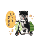 動く♡可愛い黒柴わんこ♡（個別スタンプ：21）