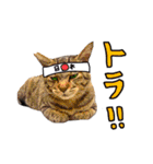 2024日本ネコスク•街ねこ名前スタンプ（個別スタンプ：1）