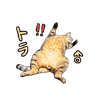 2024日本ネコスク•街ねこ名前スタンプ（個別スタンプ：2）