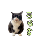 2024日本ネコスク•街ねこ名前スタンプ（個別スタンプ：3）