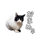2024日本ネコスク•街ねこ名前スタンプ（個別スタンプ：5）