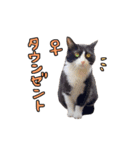 2024日本ネコスク•街ねこ名前スタンプ（個別スタンプ：7）