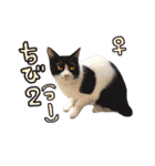 2024日本ネコスク•街ねこ名前スタンプ（個別スタンプ：8）