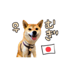 2024日本ネコスク•街ねこ名前スタンプ（個別スタンプ：9）