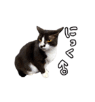 2024日本ネコスク•街ねこ名前スタンプ（個別スタンプ：11）