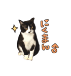 2024日本ネコスク•街ねこ名前スタンプ（個別スタンプ：12）