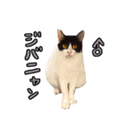 2024日本ネコスク•街ねこ名前スタンプ（個別スタンプ：13）