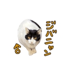 2024日本ネコスク•街ねこ名前スタンプ（個別スタンプ：14）