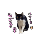2024日本ネコスク•街ねこ名前スタンプ（個別スタンプ：15）