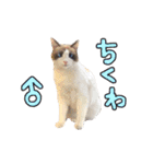 2024日本ネコスク•街ねこ名前スタンプ（個別スタンプ：17）