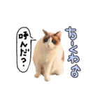 2024日本ネコスク•街ねこ名前スタンプ（個別スタンプ：18）