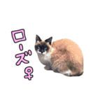 2024日本ネコスク•街ねこ名前スタンプ（個別スタンプ：20）