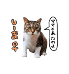 2024日本ネコスク•街ねこ名前スタンプ（個別スタンプ：22）