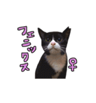 2024日本ネコスク•街ねこ名前スタンプ（個別スタンプ：23）