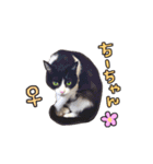 2024日本ネコスク•街ねこ名前スタンプ（個別スタンプ：26）